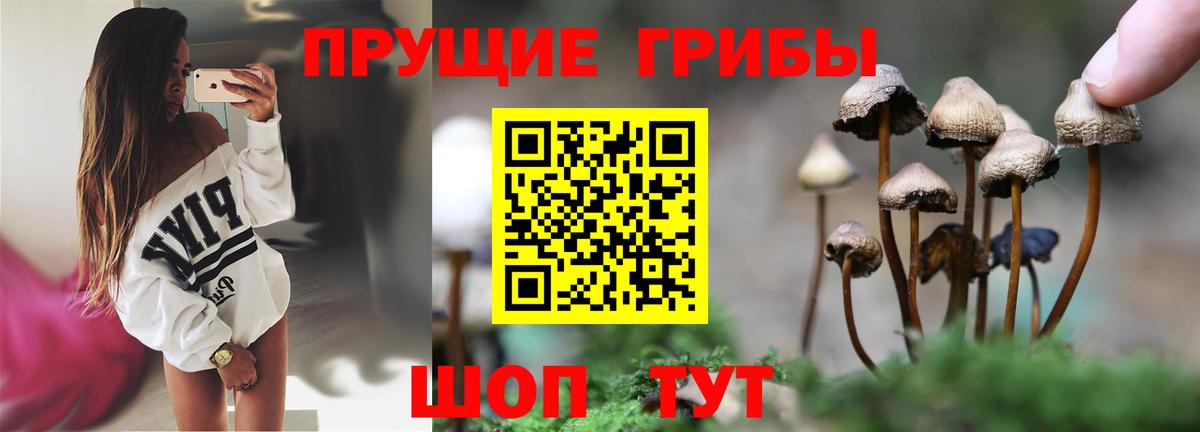 Пугачёв  Псилоцибиновые грибы прущие грибы  Вход с VPN 